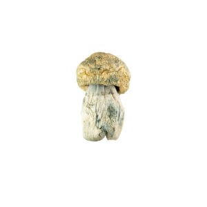 🍄 Avalanche Magic Mushrooms
