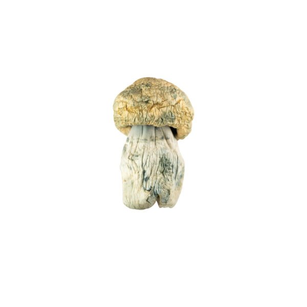 Avalanche.jpg 🍄 Avalanche Magic Mushrooms