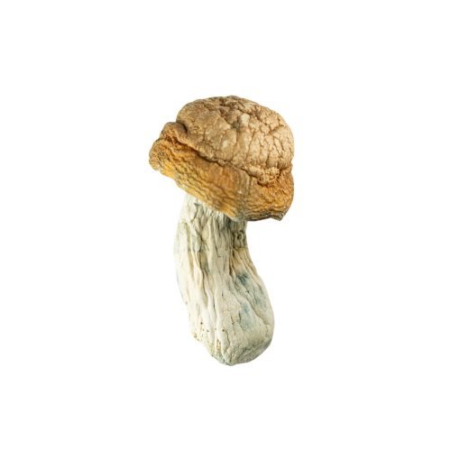 Goldmember-510x510-1.jpg π Goldmember β Premium Psilocybe Cubensis