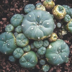 Buy Mescaline Peyote Online